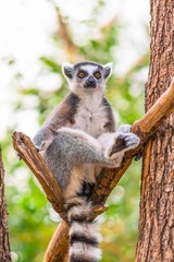Portrait of ring-tailed lemur (lemur catta)