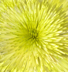 Yellow chrysanthemum background