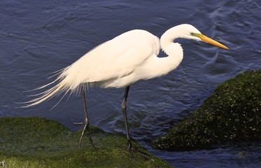 Egret 3