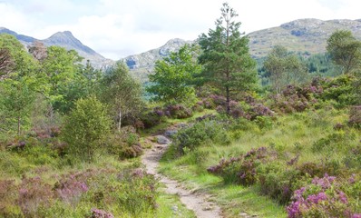 Fototapeta na wymiar The Scottish Highland Heather Garden 