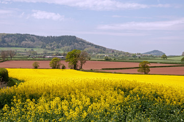Summertime Canola crops in the English countryside.