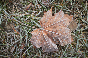 leaves covered with hoarfrost