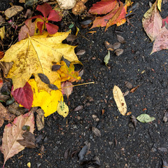 Fall leaves, asphalt