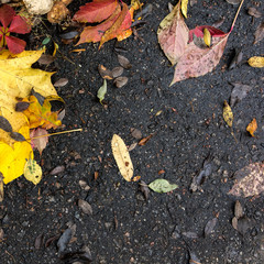 Fall leaves, asphalt