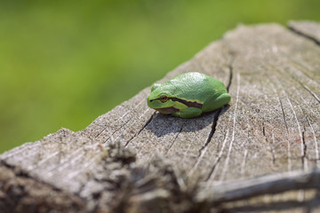 Europäische Laubfrosch - Hyla arborea - Aufsicht