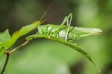 Grüne Heupferd - Tettigonia viridissima