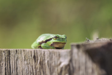 Europäische Laubfrosch - Frontansicht