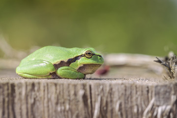 Europäische Laubfrosch - Hyla arborea - Seitenansicht