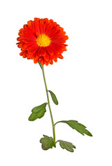 Stem with an orange and yellow flower of a fall chrysanthemum isolated