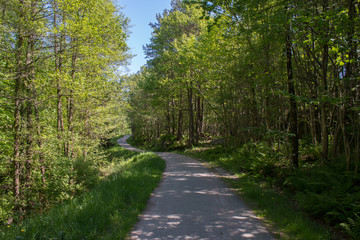 Fototapeta na wymiar Walking path through a forest in beautiful green midsummer colors. Norway, Scandinavia.