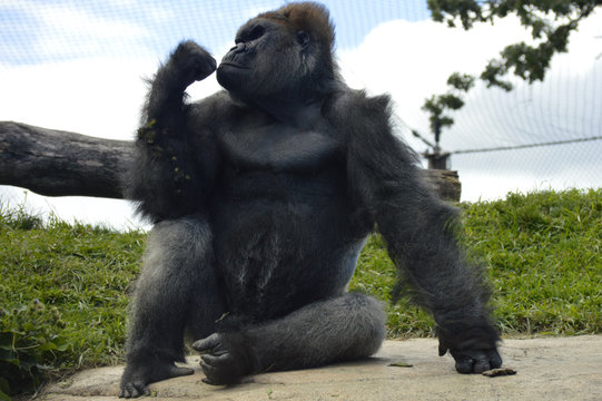 Gorilla
