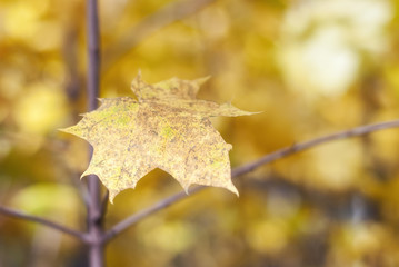 yellow dry leaves of autumn leaves
