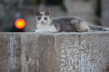 katze ruht auf warmem stein vor einer ampel