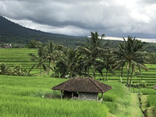 Fototapeta na wymiar Rice fields terraces with fresh young rice in Bali, Indonesia