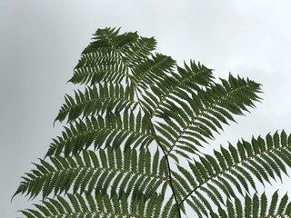 Green leaf of fern on a sky background