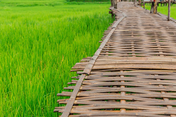 bamboo bridge walking path on green rice field in Lampang Thailand