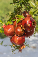 Close up of a bunch ripe succulent pomegranate fruit (Punica granatum)