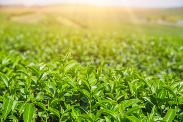 green tea plant agriculture field in Chiangrai Northern of Thailand