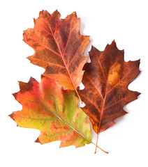 Autumn leaf isolated on white background.