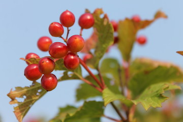 Snowball tree berries