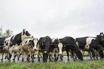 black and white cows in dutch landscape near farm in province of flevoland in the netherlands