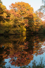 Reflektionen eines Baumes im Wasser