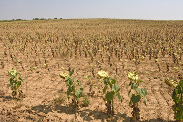 landscape of sunflowers of Castilla y Leon near Grajal de Campos, Tierra de Campos, Leon province, Spain