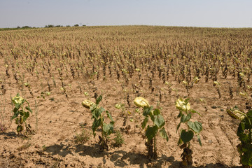 Fototapeta na wymiar landscape of sunflowers of Castilla y Leon near Grajal de Campos, Tierra de Campos, Leon province, Spain