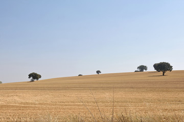 landscape of Castilla y Leon near Grajal de Campos, Tierra de Campos, Leon province, Spain