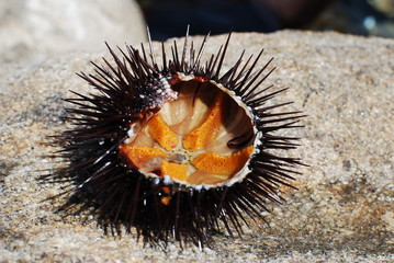 Il riccio di mare