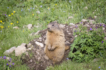 Alpine marmot in the natural environment.
