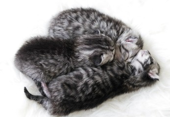 Kittens are newborns. Kittens are striped. Kittens are babes