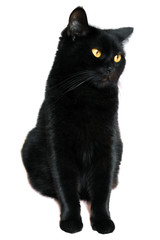 Black cat. Black beautiful cat on a white background.