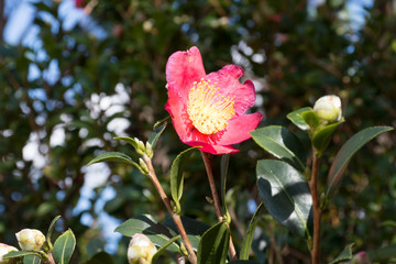 Obraz premium Red Petals