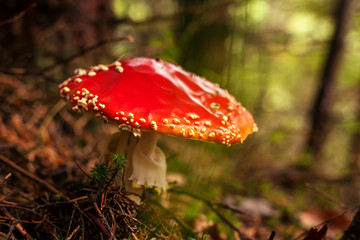 Beautiful Fly Agaric mushroom.