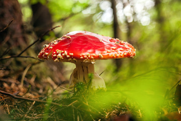 Beautiful Fly Agaric mushroom.