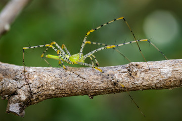 Image of Malagasy green lynx spider (Peucetia madagascariensis) on dry branches. Insect, Animal.