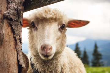 Portrait of funny sheep looking at camera.