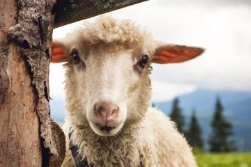 Foto op Plexiglas Portrait of funny sheep looking at camera. © Dmytro Panchenko