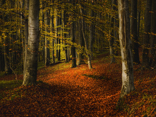 autumnal colorful photo background in october