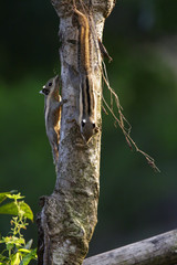 Image of Chipmunk small striped rodent on tree. Wild Animals.
