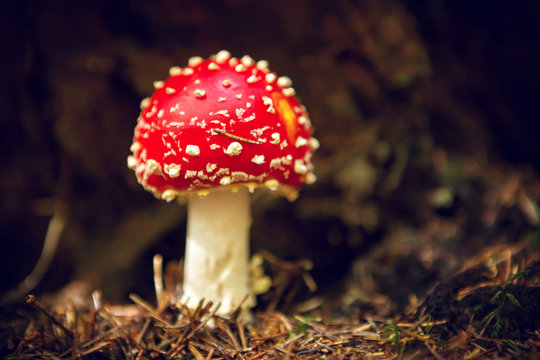 Beautiful Fly Agaric mushroom.