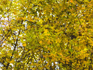 autumnal colorful photo background in october