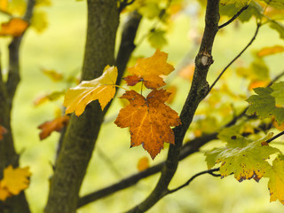 autumnal colorful photo background in october