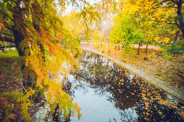 Autumn rustic forest landscape. park with river