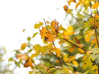autumnal colorful photo background in october