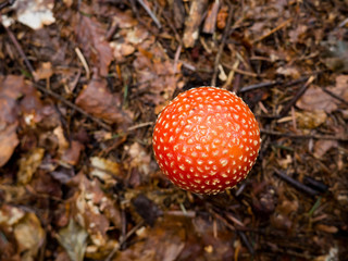 Amanita muscaria