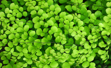 Decorative plant with a bright fresh green color of leaves as background. Plexus of small leaves on thin branches.