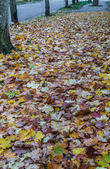 Autumn leaves. a path in the city strewn with fallen multicolored leaves