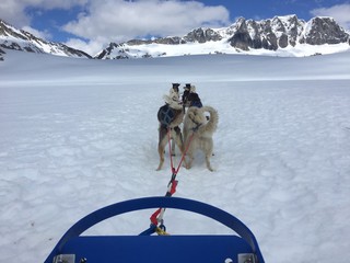 Dog Sledding